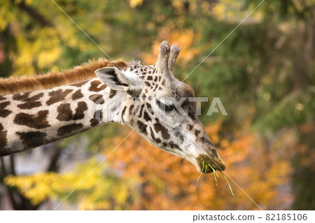 Giraffe to eat grass Giraffe to eat grass 82185106