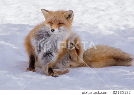 Hairy red fox 82185122