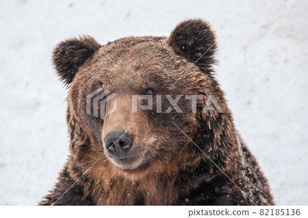 Brown bear Brown bear 82185136