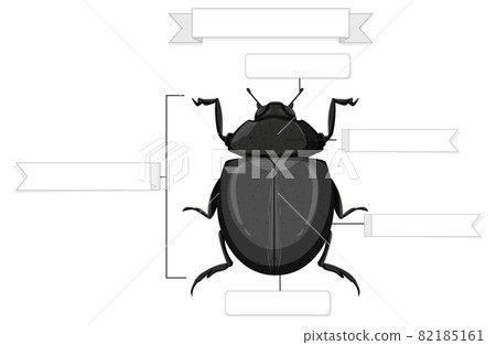External Anatomy of a beetle worksheet External Anatomy of a beetle worksheet 82185161
