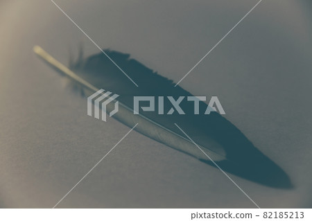 Feather on gray background Feather on gray background 82185213