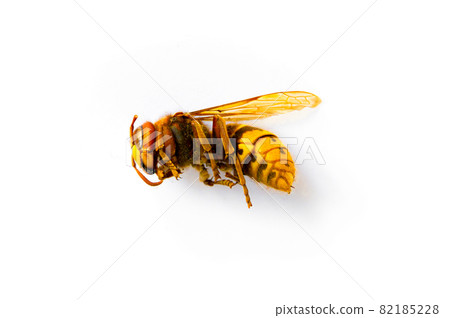 Hornet isolated on white background 82185228
