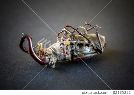 European stag beetle on black background 82185231