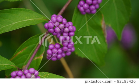 white oak fruit white oak fruit 82185426