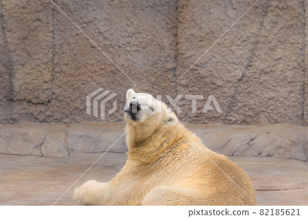 Polar bear turning around Polar bear turning around 82185621