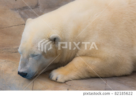 Polar bear sleeping face Polar bear sleeping face 82185622