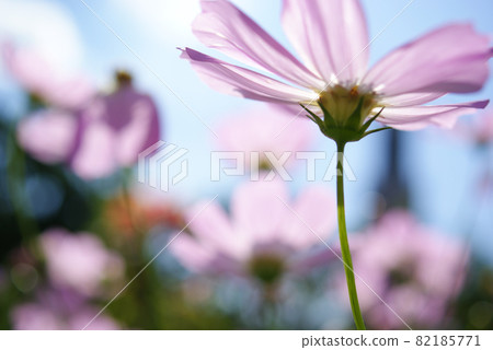 Cosmos backlight Cosmos backlight 82185771