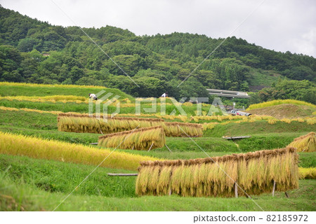 2021 Rice harvesting began 2021 Rice harvesting began 82185972