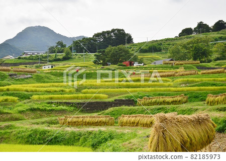 2021 Rice harvesting began 2021 Rice harvesting began 82185973
