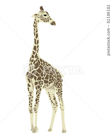 Illustration of a giraffe 82186182