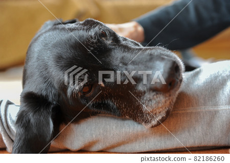 Labrador Labrador 82186260