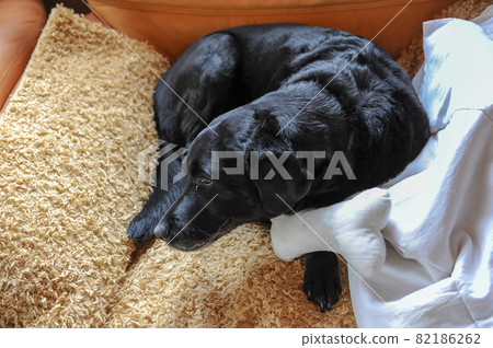 Labrador 82186262