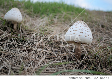 Karakasatake 82186365