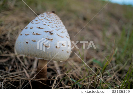Karakasatake Karakasatake 82186369