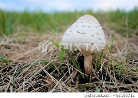 Mushrooms Caracasatake 82186712