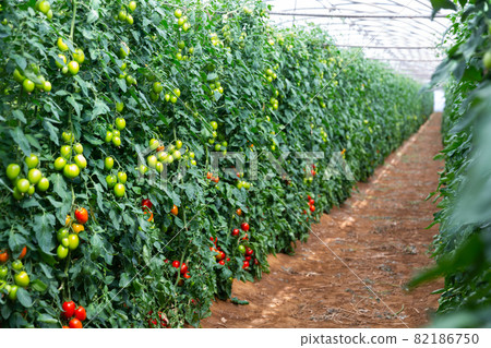 Tomatoes growing on shrubs 82186750