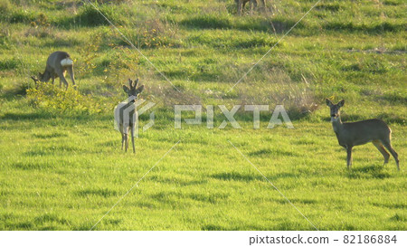 Roe deer Roe deer 82186884
