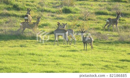 Roe deer Roe deer 82186885