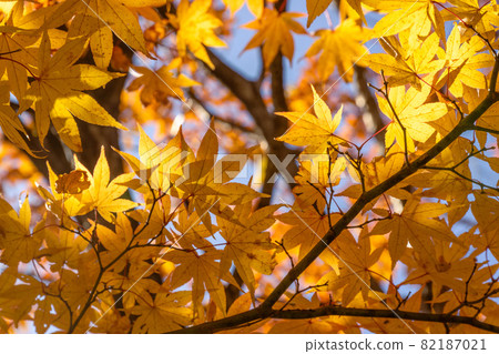 Autumn leaves in the Nasushiobara valley Autumn leaves in the Nasushiobara valley 82187021