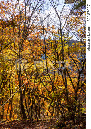 Autumn leaves in the Nasushiobara valley Autumn leaves in the Nasushiobara valley 82187037