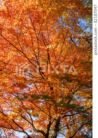 Autumn leaves in the Nasushiobara valley Autumn leaves in the Nasushiobara valley 82187047
