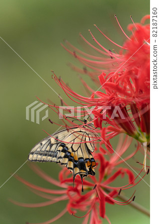 在盛開的群孤挺花和燕尾蝶 82187160