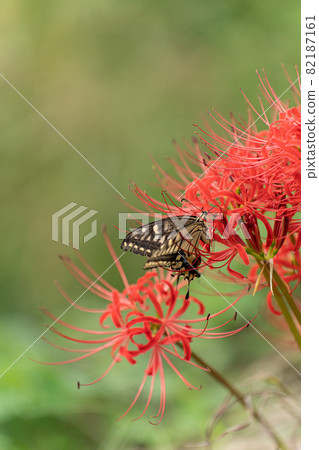 在盛開的群孤挺花和燕尾蝶 82187161