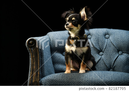 奇瓦瓦的簡單工作室肖像 奇瓦瓦的簡單工作室肖像 82187705