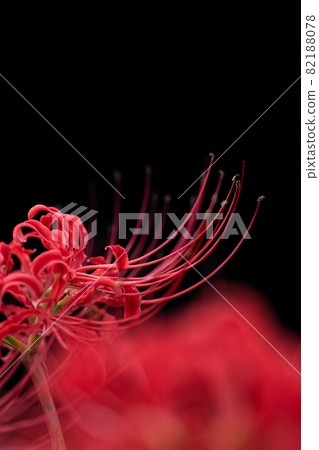 黑色背景和鮮紅色簇狀孤挺花材料 82188078