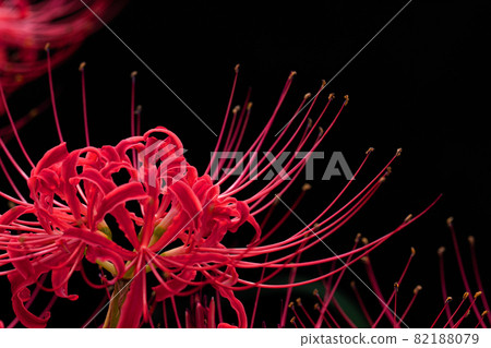 黑色背景和鮮紅色簇狀孤挺花材料 82188079