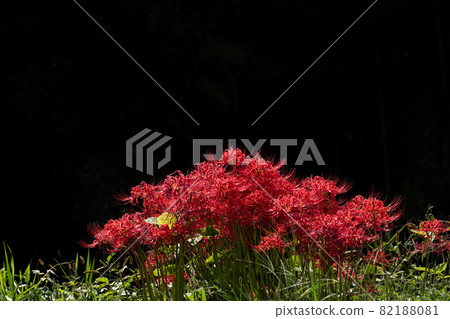 Material of black background and bright red cluster amaryllis 82188081