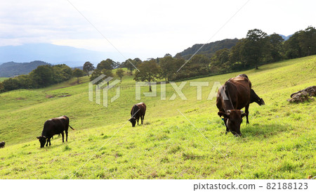 Cows on the plateau ranch 82188123