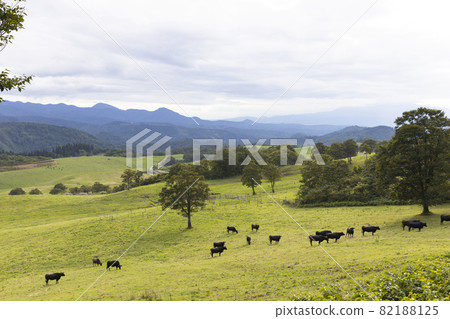 Cows on the plateau ranch 82188125