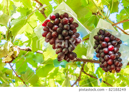 (山梨縣)三坂町葡萄園葡萄東方之星 (山梨縣)三坂町葡萄園葡萄東方之星 82188249