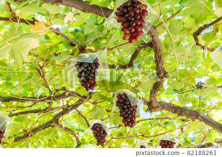 （山梨縣）三坂町葡萄園葡萄東方之星 82188261