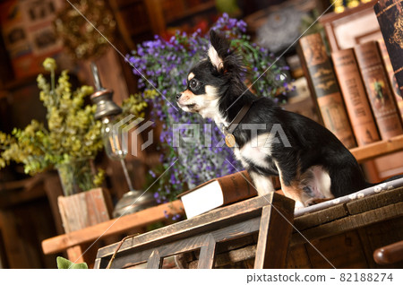Chihuahua recommended with a retro background Chihuahua recommended with a retro background 82188274