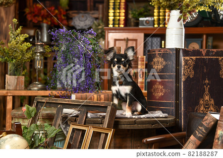 奇瓦瓦推薦復古背景 82188287