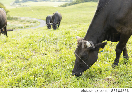 吃草的牧場牛 吃草的牧場牛 82188288