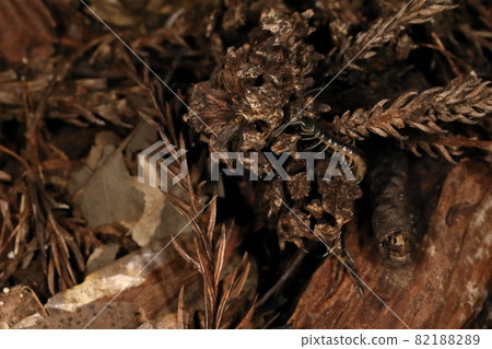 Creatures, arthropods, Aozumukade, larvae in early autumn. About two centimeters in size, parents may be in the neighborhood 82188289