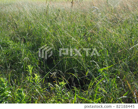 荒原草原野原雜草 荒原草原野原雜草 82188445