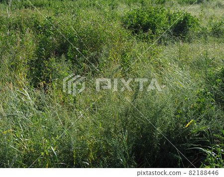 荒原草原野原雜草 荒原草原野原雜草 82188446