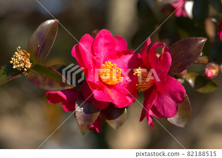 Kotori no Mori (Santokuen) Red sasanqua flowers face each other in the early spring sunshine as if they are talking secretly or kissing Higashi Ward, Okayama City, Okayama Prefecture 82188515