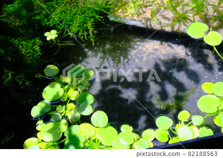 Willow moss and floating grass pond Willow moss and floating grass pond 82188563
