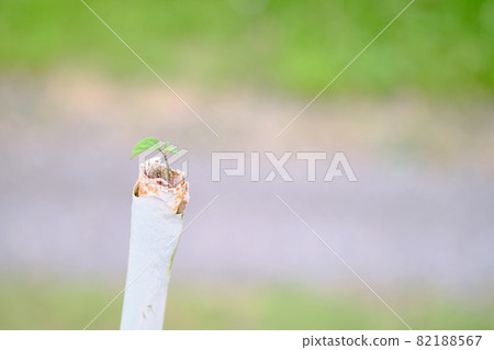 一根長在棍子裡的生命力很強的葉子 82188567