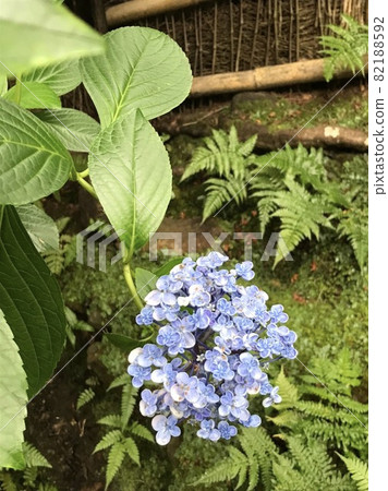 Hydrangea and Moss Hydrangea and Moss 82188592