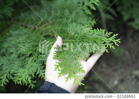 Japanese cypress leaves on the palm 82188691
