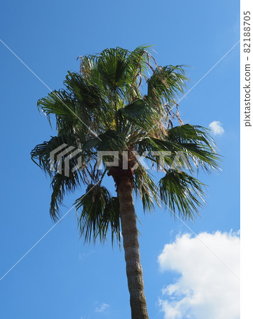 Summer image palm tropical seaside etc. 82188705