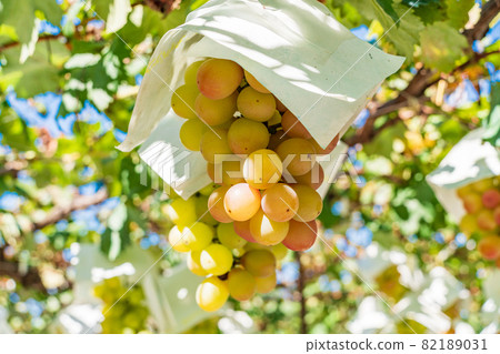 (Yamanashi Prefecture) Queen Nina, an orchard in Misaka-cho (Yamanashi Prefecture) Queen Nina, an orchard in Misaka-cho 82189031