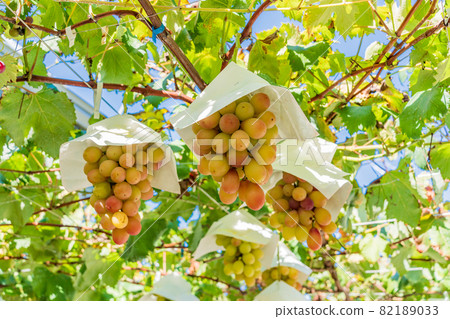 (Yamanashi Prefecture) Queen Nina, an orchard in Misaka-cho (Yamanashi Prefecture) Queen Nina, an orchard in Misaka-cho 82189033