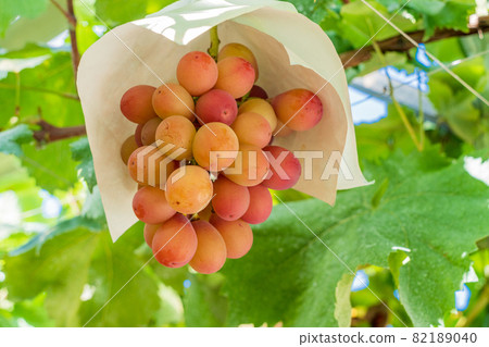 (Yamanashi Prefecture) Queen Nina, an orchard in Misaka-cho 82189040